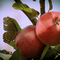 Buy canvas prints of  Everyone Loves Apples by Tom and Dawn Gari