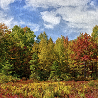 Buy canvas prints of  Painted Trees Of Fall by Tom and Dawn Gari