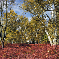 Buy canvas prints of White Birches Of Fall  by Tom and Dawn Gari