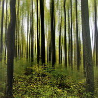 Buy canvas prints of  Into The Woods by Tom and Dawn Gari