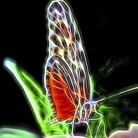 Buy canvas prints of Electric Butterfly  by Tom and Dawn Gari