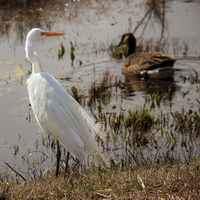 Buy canvas prints of  Egret by the Water by Tom and Dawn Gari