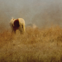 Buy canvas prints of  Assateague Pony by Tom and Dawn Gari