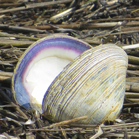 Buy canvas prints of  Sea Shell  by Tom and Dawn Gari