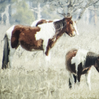 Buy canvas prints of  Wild Ponies by Tom and Dawn Gari