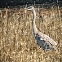 Buy canvas prints of  Great Blue Heron by Tom and Dawn Gari