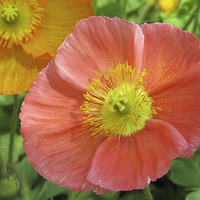 Buy canvas prints of Poppies  by Tom and Dawn Gari