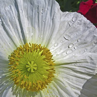Buy canvas prints of  White Daffodil by Tom and Dawn Gari