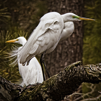 Buy canvas prints of  Egrets On A Branch by Tom and Dawn Gari