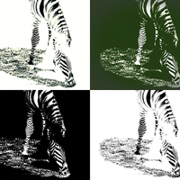Buy canvas prints of  Zebra Abstract by Tom and Dawn Gari