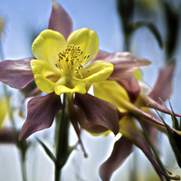 Buy canvas prints of  Columbine Flower by Tom and Dawn Gari