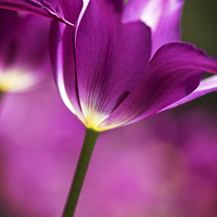 Buy canvas prints of  Purple Tulip by Tom and Dawn Gari