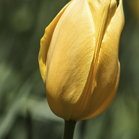 Buy canvas prints of  Yellow Tulip by Tom and Dawn Gari