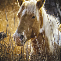 Buy canvas prints of  Wild Horse of Chincoteague by Tom and Dawn Gari