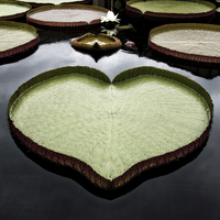 Buy canvas prints of  Heart Shaped Lily Pad by Tom and Dawn Gari
