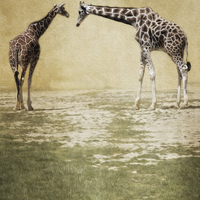 Buy canvas prints of  Giraffes by Tom and Dawn Gari