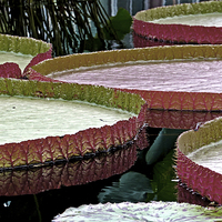 Buy canvas prints of Giant Amazon Lily Pads  by Tom and Dawn Gari