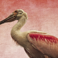 Buy canvas prints of  Roseate Spoonbill by Tom and Dawn Gari