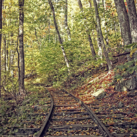 Buy canvas prints of  Tracks In Nature by Tom and Dawn Gari