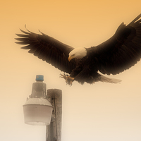 Buy canvas prints of Alaskan Bald Eagle by Gurinder Punn
