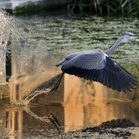 Buy canvas prints of Wild Heron taking off by Gurinder Punn