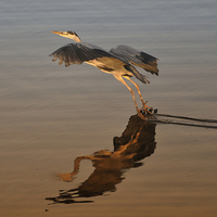 Buy canvas prints of Heron Gliding on Lake by Gurinder Punn
