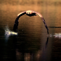 Buy canvas prints of Eagle skimming lake by Gurinder Punn