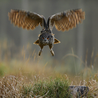 Buy canvas prints of Western Siberian Eagle Owl by Gurinder Punn