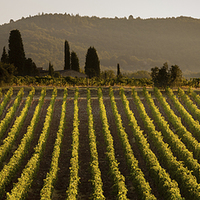 Buy canvas prints of Tuscan vineyard by David Preston