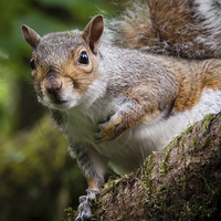 Buy canvas prints of Curious squirrel by David Preston