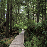 Buy canvas prints of Path through the forest by David Preston