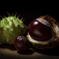 Buy canvas prints of  Fruits of Autumn by David Preston