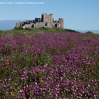 Buy canvas prints of Bamburgh castle in a sea of purple blooms by David Preston
