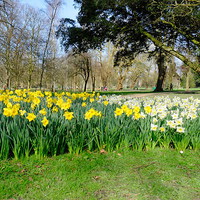 Buy canvas prints of Daffodils in Bute Park by Richard Parry