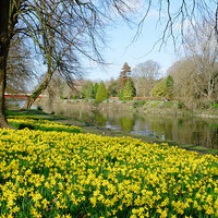 Buy canvas prints of Daffodils on the River Taff by Richard Parry