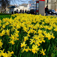 Buy canvas prints of Cardiff Museum Daffodils by Richard Parry