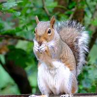 Buy canvas prints of Grey Squirrel by Richard Parry