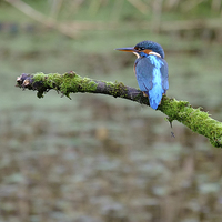 Buy canvas prints of  Kingfisher waiting by Richard Parry