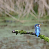 Buy canvas prints of  Kingfisher watching by Richard Parry
