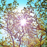 Buy canvas prints of lucidimages-sun-tree-overhead-sky by Raymond  Morrison
