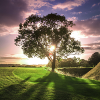 Buy canvas prints of lucidimages-old-sarum-sunset-tree by Raymond  Morrison