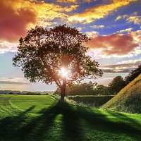 Buy canvas prints of lucidimages-old-sarum-sunset-tree-2 by Raymond  Morrison