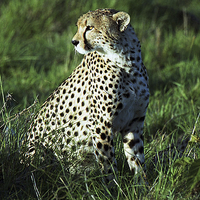 Buy canvas prints of JST2489 Male Cheetah, Masai Mara, Kenya by Jim Tampin