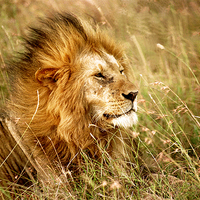 Buy canvas prints of JST2407 Male Lion, Masai Mara, Kenya by Jim Tampin