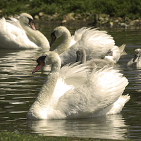 Buy canvas prints of JST2571 Mute Swans with young by Jim Tampin