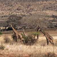 Buy canvas prints of JST1827 Masai Giraffe by Jim Tampin