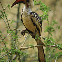 Buy canvas prints of JST2591 Red Billed Hornbill by Jim Tampin