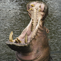 Buy canvas prints of JST2593 Hippo Jaws by Jim Tampin