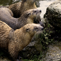 Buy canvas prints of JST2615 European Otters by Jim Tampin