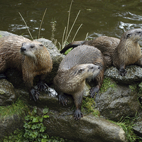 Buy canvas prints of JST2619 A Trio of Otters by Jim Tampin